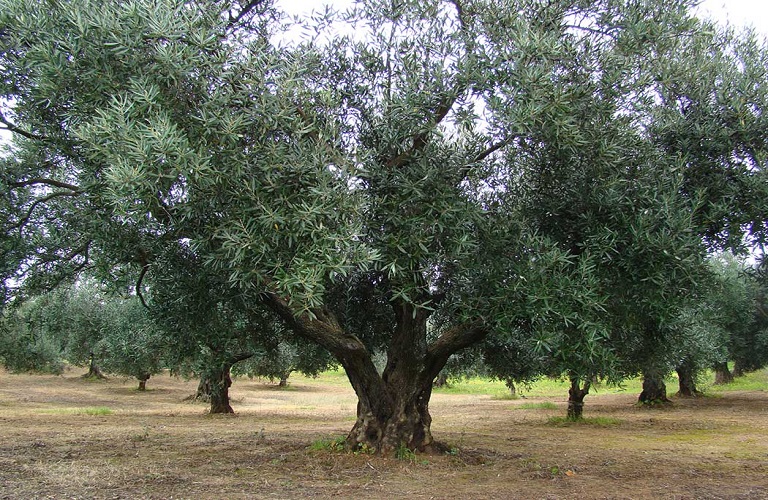 Κίνδυνος για τα ελαιόδενδρα της Κρήτης: Πιθανή ύπαρξη μυκητολογικών προσβολών